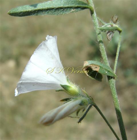  Inflorescence-Cymose